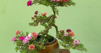 Hoa mười giờ bonsai gốc to bằng ngón tay lên tới cả triệu đồng