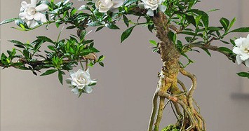 Những gốc bonsai từ cây dại ven suối giúp người dân hốt bạc