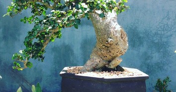 Cây duối dại xưa nay được thành bonsai giá hàng chục tỷ đồng