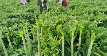 Giá gần 500.000 đồng/kg nhưng rau tiến vẫn đắt hàng