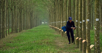 2 nhóm cổ đông Cao su Thống Nhất bất đồng việc thoái vốn Baria Serece 