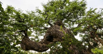 Bonsai cổ thụ tiền tỷ dành cho đại gia chơi Tết