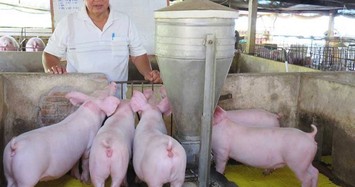 Giá heo hơi hôm nay 5/12: Tăng mạnh trở lại, sẽ phá mốc 80.000 đồng/kg?