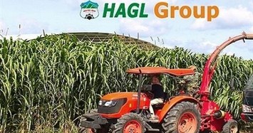 Tổng giám đốc HAGL Agrico nói gì về kết quả lỗ khủng 2.325 tỷ năm 2019?