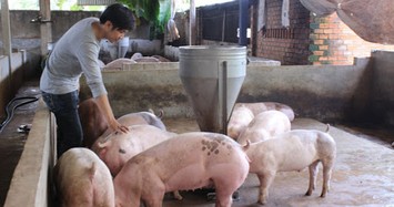 Giá heo hơi hôm nay 14/5: Hiếm hàng, làm sao đưa về mức 60.000 đồng/kg?