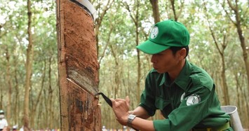 Quý 2 báo lãi lớn, 6 tháng Cao su Phước Hòa vẫn đi ngang