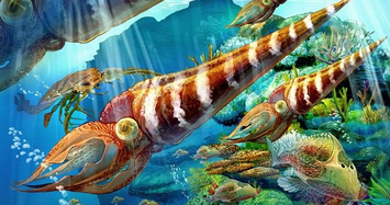 Hé lộ nguyên nhân dẫn đến cuộc tuyệt chủng bí ẩn cuối kỷ Ordovic