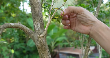 Cây nguyệt quế ở Bến Tre được chủ nhân rao bán tiền tỷ