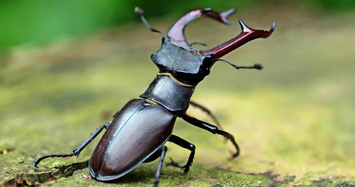 Vì sao bọ cánh cứng Stag Beetles được giới nhà giàu lùng mua?