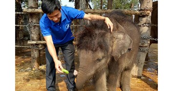 Nhật ký... nuôi voi của một bác sỹ thú y tại Đắk Lắk