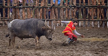 Những lần khán giả, công an chạy thục mạng né trâu chọi hung dữ