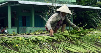 "Nuôi” lục bình, chuyện lạ đời nhưng không mới ở miền Tây