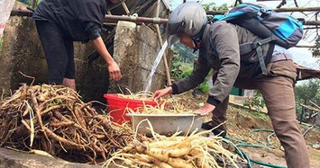 Một thời khó tin: Bao tải sâm Ngọc Linh đổi 1 chiếc áo 