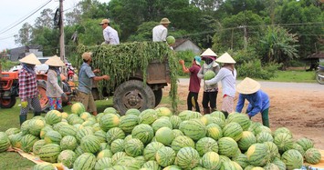 Đại biểu tâm tư chuyện được mùa, rớt giá và hiến kế giải cứu nông sản