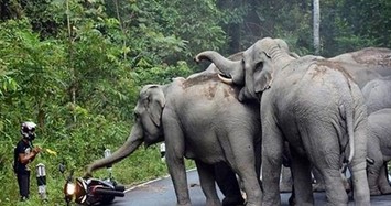 Lỡ làm chuyện này, người đàn ông phải chắp tay xin voi tha thứ 