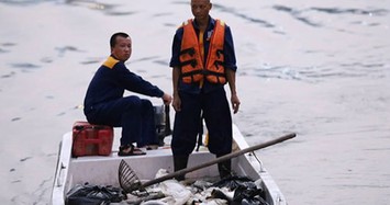 Hà Nội: Sau đúng 1 năm, cá lại chết trắng mặt hồ Hoàng Cầu