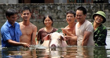 Ngập lụt ở Chương Mỹ: "Hộ tống" lợn chạy khỏi biển nước