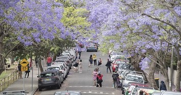 Phượng tím ở Australia bừng nở hút hồn du khách