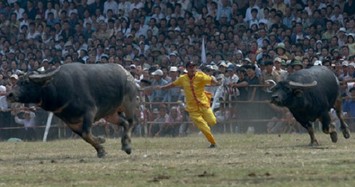 Những lễ hội đâm, chọi trâu gây tranh cãi ở Việt Nam