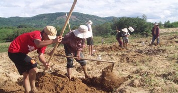 Săn đặc sản “ông ăn bà vui” mập nung núc, vàng óng