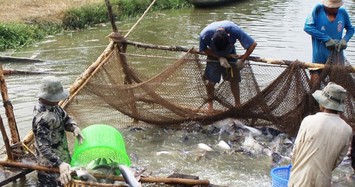 Thương lái mua cả cá tra... chết bán sang Trung Quốc