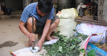 "Lê rắn" và kỳ tích hành nghề cứu sống hàng nghìn người