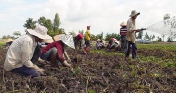 Khoai lang rớt giá chưa từng có, nông dân miền Tây điêu đứng 