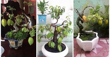 Mê mẩn những chậu khế bonsai dáng siêu đẹp