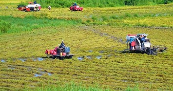 Ngắm mùa vàng bội thu trên vùng đất lúa