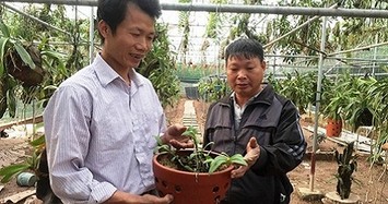 "Ngả mũ" thú chơi lan rừng có một không hai của đại gia Việt