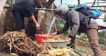 Sâm Ngọc Linh: Cây giúp vùng căn cứ cách mạng thoát nghèo