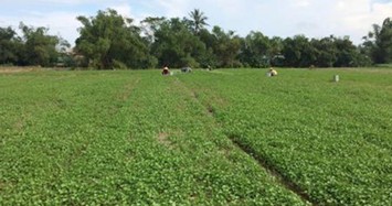 Cả làng sống khoẻ re nhờ trồng loài rau mọc hoang thủa nào