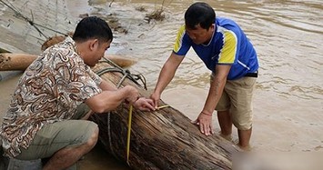 Người dân Nghệ An vớt củi trúng báu vật trăm tuổi giữa dòng nước lũ