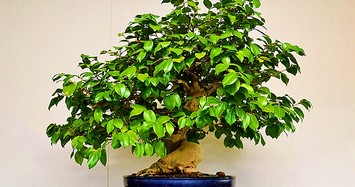 Cây cảnh Tết 2018: Rộ mốt mua bonsai trà xanh siêu độc