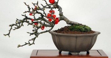 Chán đào “khủng”, dân Hà Thành săn lùng đào bonsai 2 gang tay