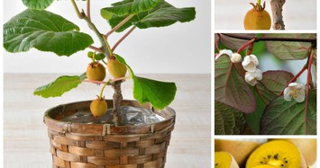 Kiwi bonsai "kịch độc” hút khách mua sắm Tết 2018