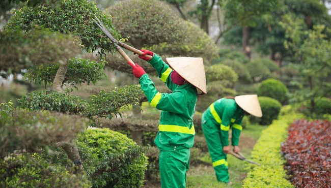 Nhà thầu nào sẽ trúng gói 'bảo dưỡng cây xanh' của Phòng Quản lý Đô thị TPBạc Liêu 