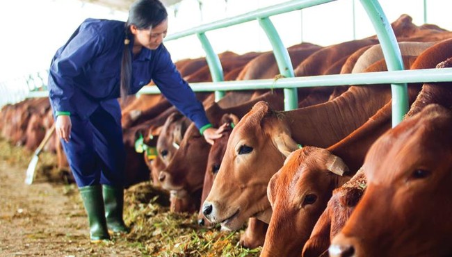 Hoàng Anh Gia Lai đưa 'ngựa chiến' Chăn nuôi Gia Lai lên sàn HoSE