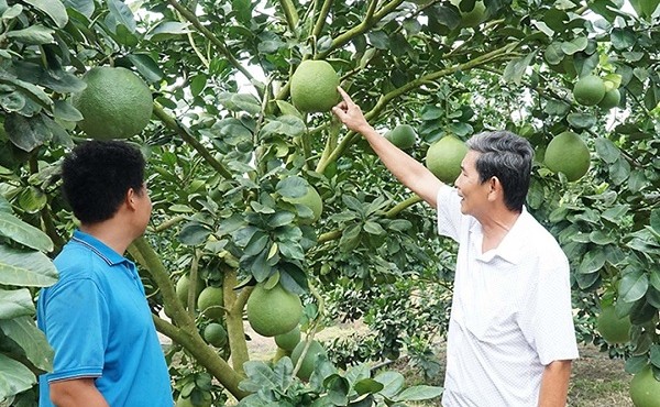 Mã số vùng trồng: Chìa khóa mở cửa để nông sản Bà Rịa – Vũng Tàu vươn xa