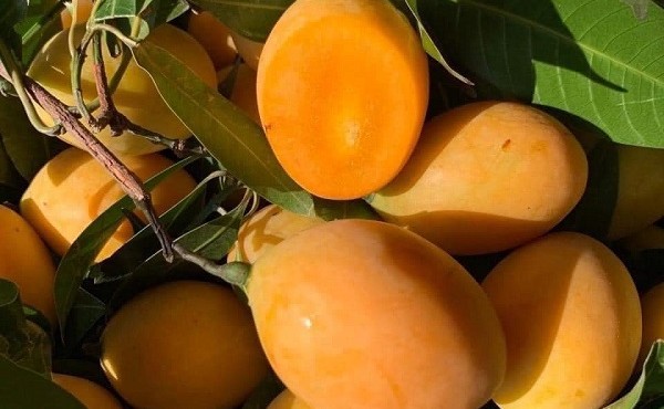 Thanh trà giá rẻ như cho ngập chợ mạng
