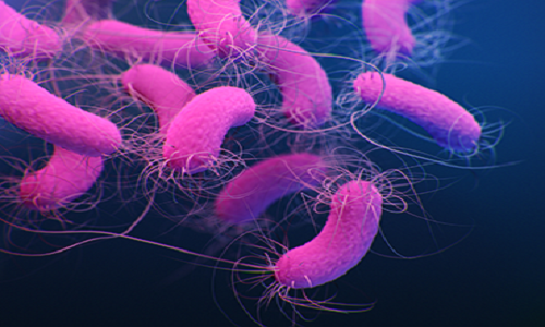 Vi khuẩn Pseudomonas Aeruginosa trong dầu gội nguy hiểm như nào?