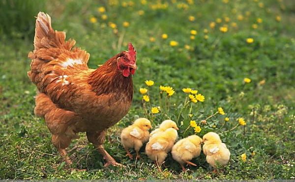 Tử vi 12 con giáp 10/02/2019: Chuyện tình cảm của Tuổi Dậu ngọt ngào