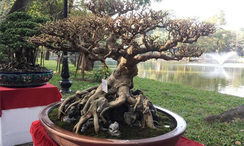 Bonsai sanh cổ: Nhìn như củi đun vẫn khiến dân tình "phát thèm"