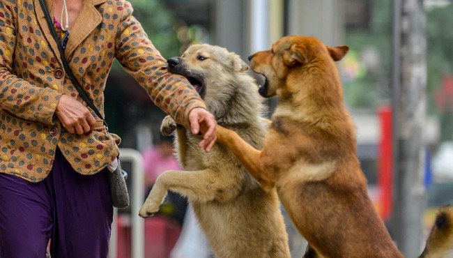 Hà Nội: Chó không rọ mõm thả rông nhan nhản vỉa hè