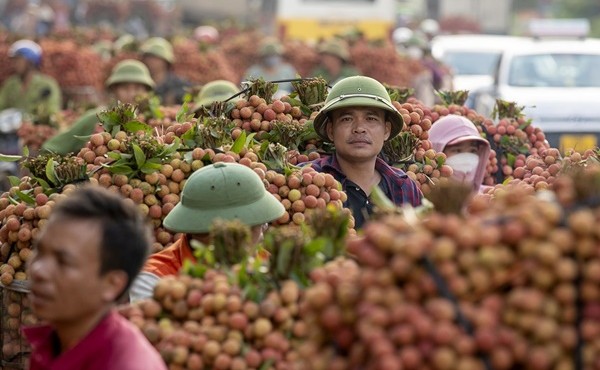 Chùm ảnh xe chở vải thiều ngập tràn mùa vụ tháng 7