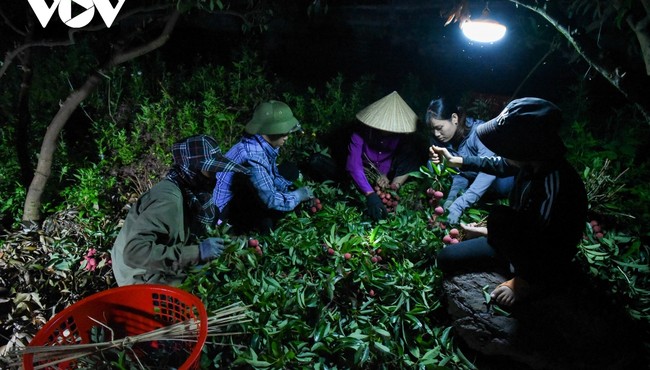 Tất bật cùng người dân Lục Ngạn đi hái vải từ lúc nửa đêm