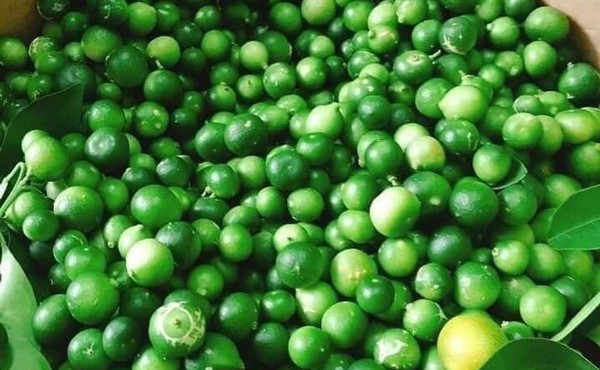 Vì sao loại chanh bé như quả quất mà giá ngất ngưởng?