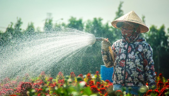 Cận cảnh vẻ đẹp làng hoa Sài Gòn những ngày giáp Tết mới có 