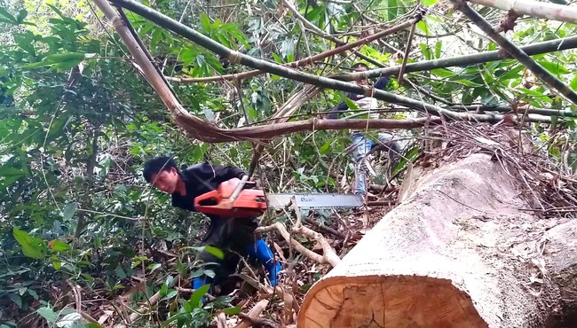 Lâm tặc phá rừng Chiềng Khừa: Kiểm Lâm Sơn La nói chỉ là cây khô, chết