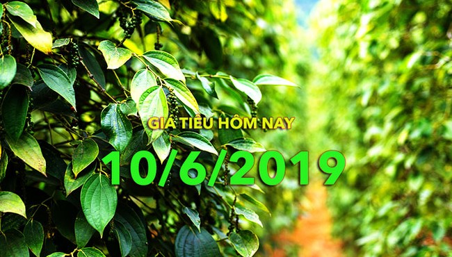 Giá hồ tiêu ngày hôm nay 10/6: Tăng nhẹ 500 đồng/kg